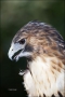 Florida;Southeast-USA;Red-tailed-Hawk;Hawk;Buteo-jamaicensis;one-animal;close-up